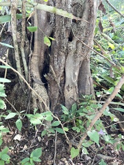 Haematoxylum brasiletto