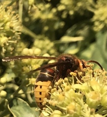 Vespa crabro