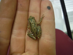 Pseudacris clarkii