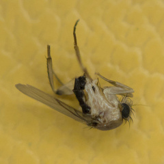Metopininae