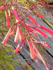 Russelia equisetiformis