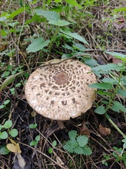 Chlorophyllum rhacodes