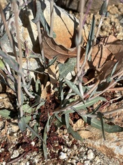 Lactuca saligna