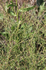 Polygonum salsugineum