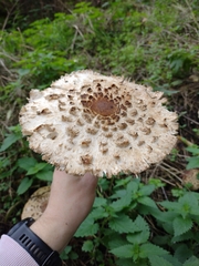 Chlorophyllum rhacodes