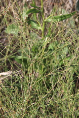 Polygonum salsugineum