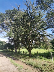 Crescentia alata