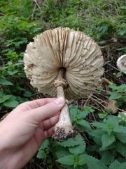 Chlorophyllum rhacodes