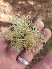 Sphaerophorus venerabilis