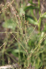 Polygonum salsugineum