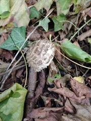 Chlorophyllum rhacodes