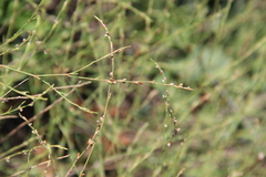 Polygonum salsugineum