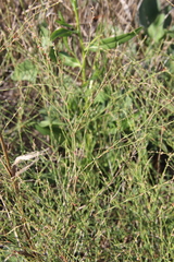 Polygonum salsugineum