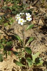 Manulea corymbosa