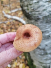 Armillaria sinapina