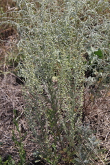 Artemisia taurica
