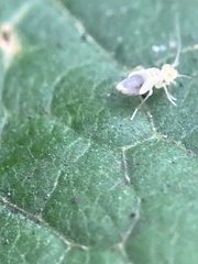 Psocidae