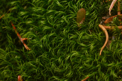 Dicranum pallidisetum