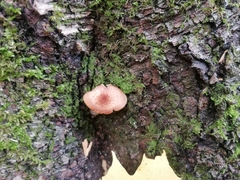Armillaria sinapina