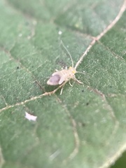 Psocidae