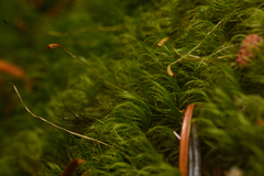 Dicranum pallidisetum