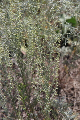 Artemisia taurica
