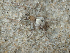 Arctosa perita