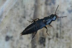 Quedius lateralis