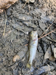 Micropterus