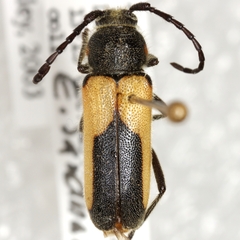 Crossidius pulchellus