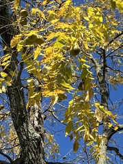 Juglans