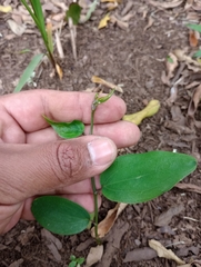 Smilax campestris