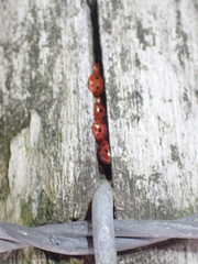 Coccinella undecimpunctata