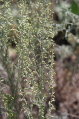 Artemisia taurica