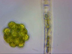 Coelastrum
