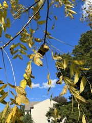 Juglans