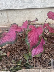 Caladium bicolor