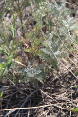Artemisia taurica