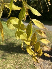 Juglans