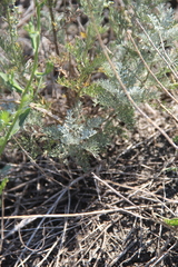 Artemisia taurica