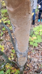 Fomitiporia punctata