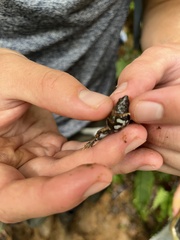 Hypopachus pictiventris