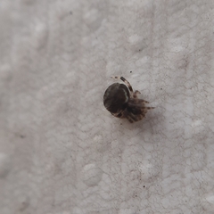 Dipoena melanogaster