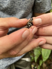 Hypopachus pictiventris