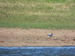 Chroicocephalus maculipennis