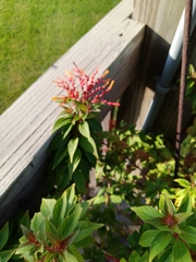 Russelia equisetiformis