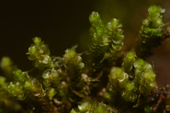 Marsupella emarginata