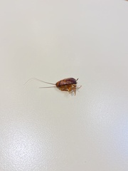 Blattoidae