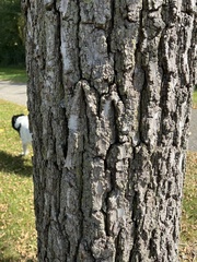 Juglans