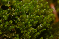 Marsupella emarginata